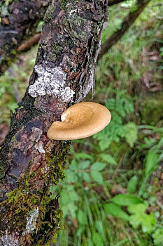 森林里的野生蘑菇
