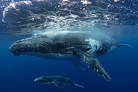 驼背鲸,大翅鲸属,鲸鱼,幼兽,水,汤加