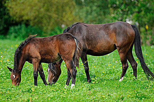 小马,草地,巴伐利亚,德国