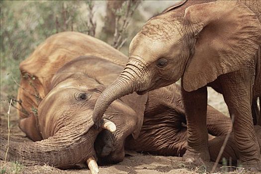 非洲象,孤儿,探索,老年男性,东察沃国家公园,肯尼亚