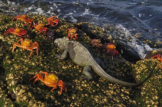 海鬣蜥,细纹方蟹,方蟹,费尔南迪纳岛,加拉帕戈斯群岛,厄瓜多尔