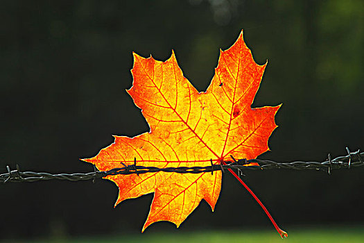 秋天,色彩,挪威槭,叶子,挪威枫,悬挂,刺铁丝网