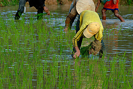 稻田,孩子,青少年,种植,湿,稻米,中心,老挝,东南亚,亚洲