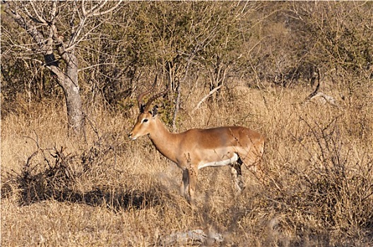 克鲁格国家公园,黑斑羚