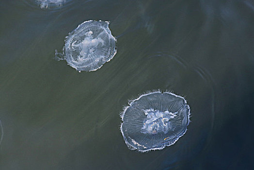 水中生物-水母