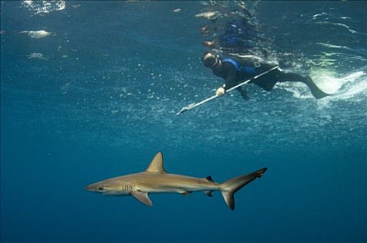 加拉帕戈斯,鲨鱼,直翅真鲨,研究人员,沃尔夫岛,加拉帕戈斯群岛,厄瓜多尔