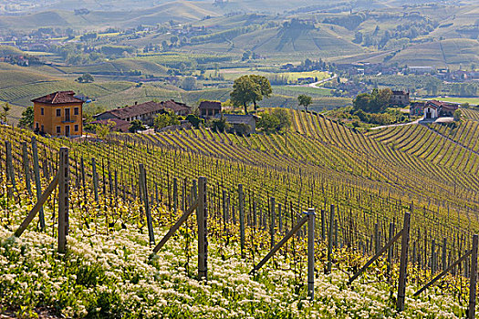 葡萄园,靠近,巴罗洛葡萄酒,意大利