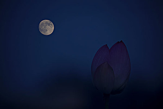 晚霞,渮花,月