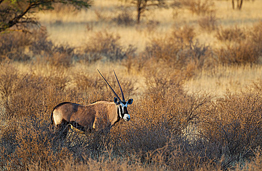 南非大羚羊,羚羊,卡拉哈里沙漠,卡拉哈迪大羚羊国家公园,南非,非洲