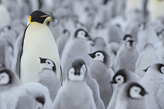 一个,成年人,帝企鹅,围绕,幼禽,雪丘岛,南极