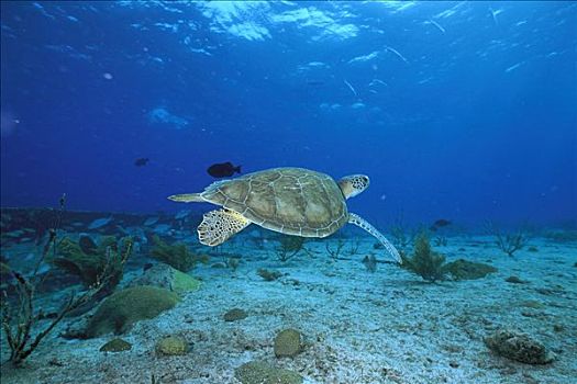 绿海龟,龟类,水下,西巴丹岛,岛屿,婆罗洲,马来西亚