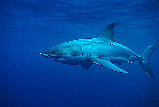 大白鲨,沙鲨属,岛屿,澳大利亚