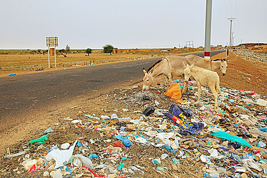驴,吃,垃圾,路边,道路,努瓦克肖特,马里,区域,毛里塔尼亚,非洲