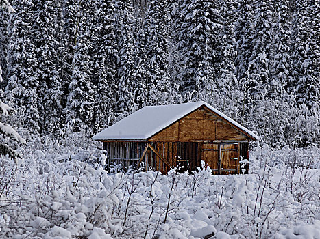 屋舍,雪中,遮盖,树林,阿拉斯加公路,北方,落基山脉,地区性,市区,不列颠哥伦比亚省,加拿大
