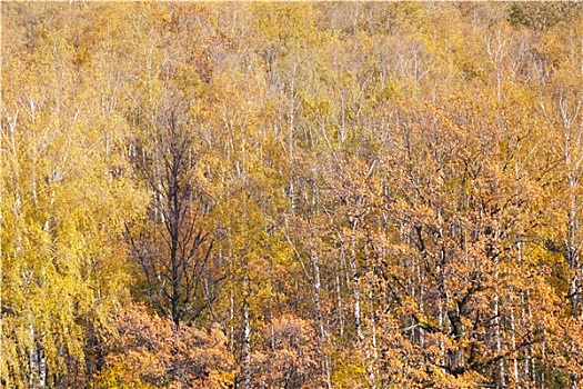 黄色,秋天,树,秋日树林