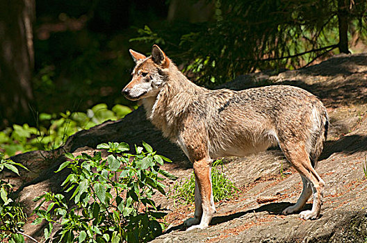 狼,巴伐利亚森林国家公园,巴伐利亚,德国,欧洲