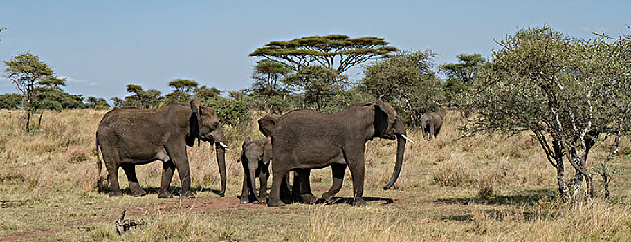 非洲大象011