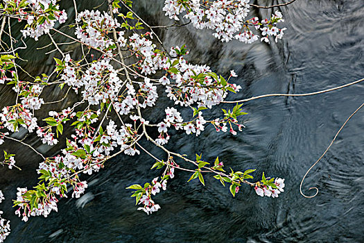 樱花与流水