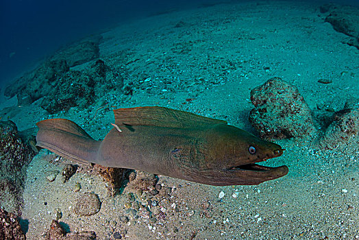 鳗鱼,下加利福尼亚州,墨西哥