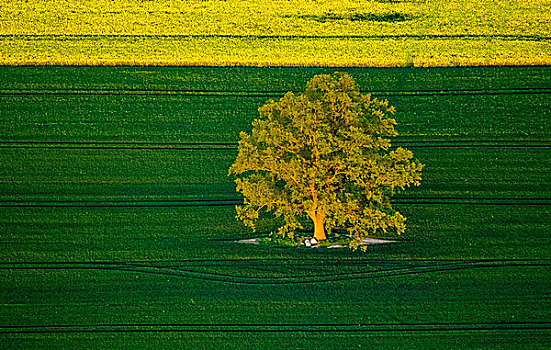 树,绿色,地点,梅克伦堡前波莫瑞州,德国,欧洲