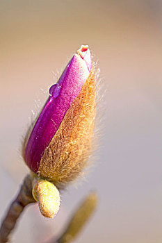一朵紫色的玉兰花苞