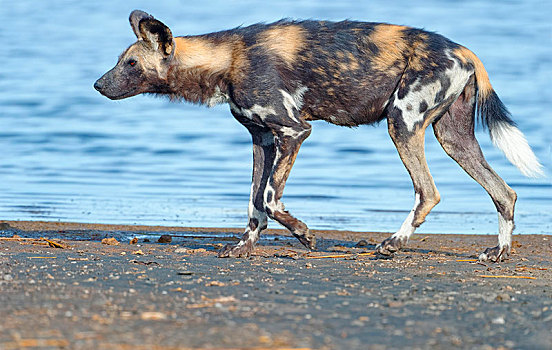 非洲野狗,非洲野犬属,岸边,湖,塞伦盖蒂,坦桑尼亚,非洲