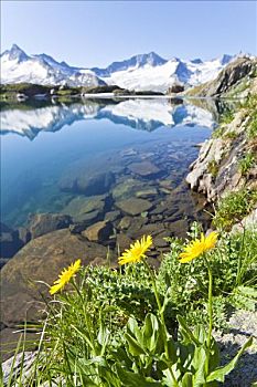 花,水岸,高山湖,阿尔卑斯山,背景,提洛尔,奥地利