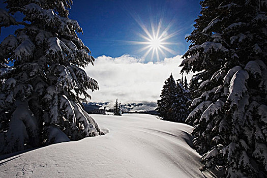 俄勒冈,美国,清新,冬天,雪,胡德山