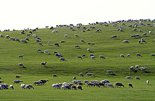 草原,羊群