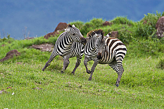 非洲,坦桑尼亚,斑马,雄性,打斗,恩戈罗恩戈罗火山口,恩戈罗恩戈罗,保护区