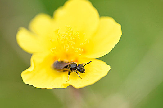 野生,蜜蜂,花,黄色,坐,授粉