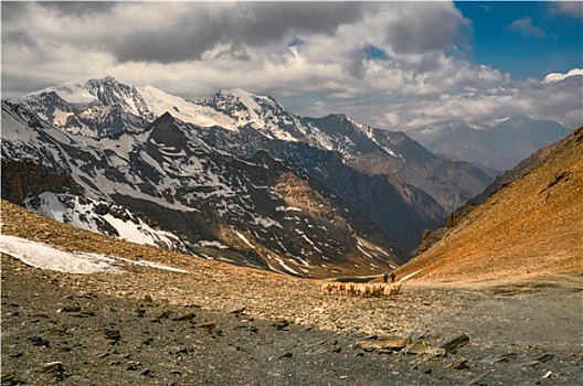绵羊,喜马拉雅山
