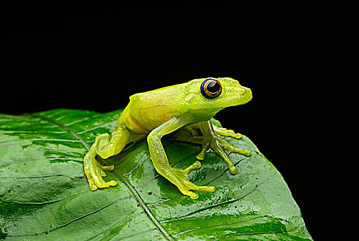 秋天,树蛙,家族,雨蛙科,亚马逊雨林,国家公园,厄瓜多尔,南美