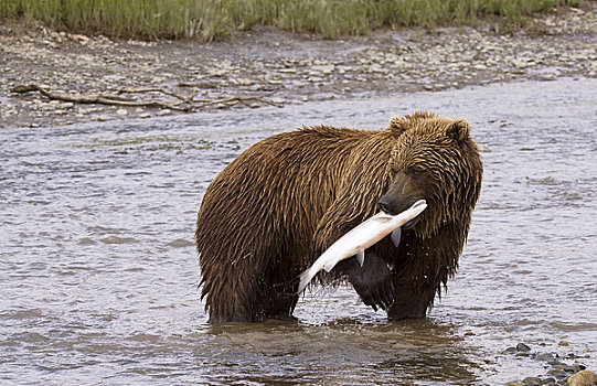 幼兽,阿拉斯加,沿岸,棕熊,抓住,红大马哈鱼,溪流,西南方
