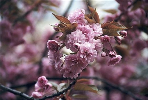 花,杏树