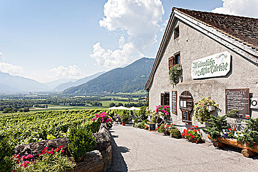 旅店,葡萄酒,酒馆,莱茵河,山谷,靠近,迈恩费德,库尔,瑞士,欧洲