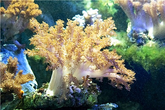 漂亮,珊瑚