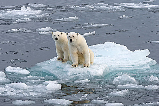 北极熊,女性,幼小,浮冰,斯匹次卑尔根岛,岛屿,斯瓦尔巴特群岛,挪威,欧洲