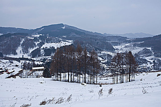 雪乡,雪村,吉林,临江市,村庄,山村,乡村,冬季,雪野,寒冷,农家,接待,旅游,松岭,东北,风情