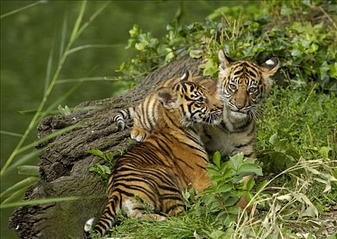 苏门答腊虎,幼兽