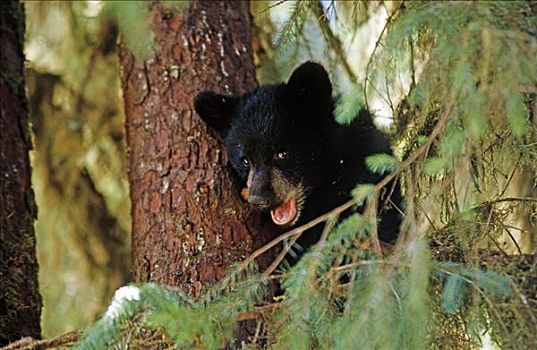 黑熊,幼兽,休闲,树上,通加斯国家森林,东南阿拉斯加,夏天