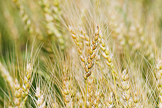 小麦,就绪,丰收,阿拉斯加,美国
