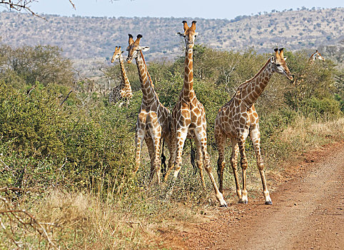 南方,长颈鹿,动物群,路边,姆库泽,南非,非洲