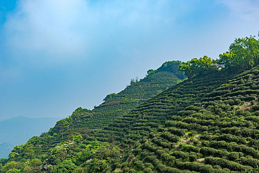 龙井茶茶山