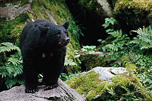 黑熊,站立,石头,通加斯国家森林,阿拉斯加,美国