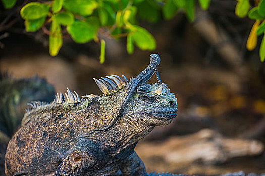加拉帕戈斯群岛海鬣蜥和蜥蜴
