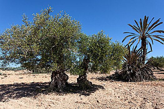 古老,橄榄树,海枣,杰尔巴,突尼斯,非洲