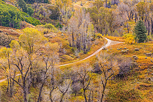 美国,犹他,瓦沙奇山,风景,小路,树林,画廊