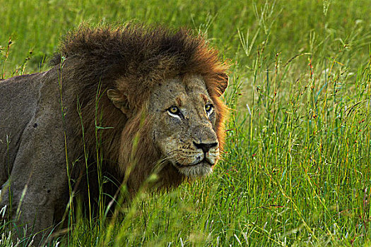 雄性,狮子,克鲁格国家公园,南非