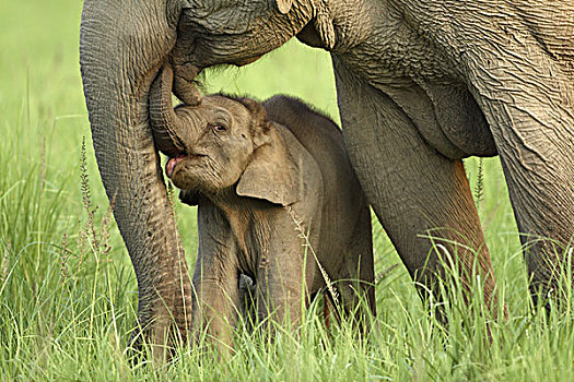 印度,亚洲象,一个,国家公园